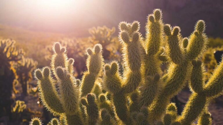 How Do Users Verify Id On 99Exch Without Delay?